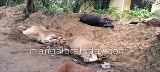 cattle raid